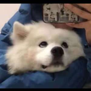 免费看日大烧逼
